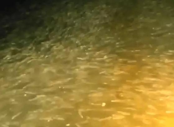 男子晚上在野外釣魚，打開手電筒發現黑壓壓一片魚群，被嚇傻了