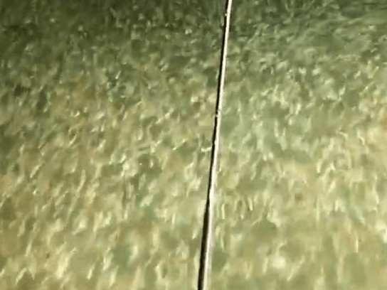 男子晚上在野外釣魚，打開手電筒發現黑壓壓一片魚群，被嚇傻了