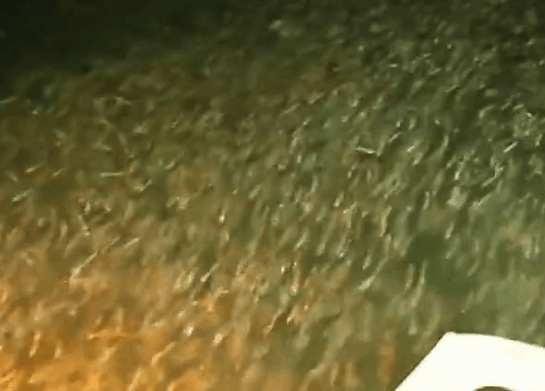 男子晚上在野外釣魚，打開手電筒發現黑壓壓一片魚群，被嚇傻了
